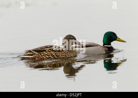 Stockente Anas Platyrhynchos (Anatidae) Abington Park Lake Stockfoto