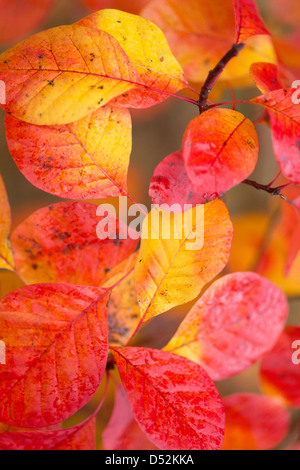 Smoketree oder Rauch Bush fotografiert im Herbst Stockfoto