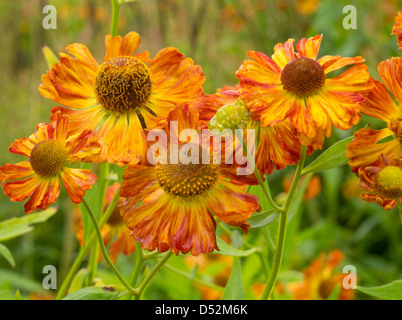 Helenium Blüten im Herbst, Harrogate, North Yorkshire, England. Stockfoto