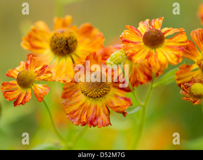 Helenium Blüten im Herbst, Harrogate, North Yorkshire, England. Stockfoto