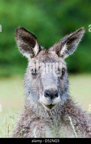 Östliche graue Känguru (Macropus Giganteus), Australien Stockfoto