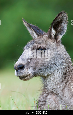 Östliche graue Känguru (Macropus Giganteus), Australien Stockfoto