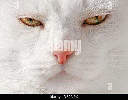 Nahaufnahme von Schönheit Gesicht Perserkatze Stockfoto