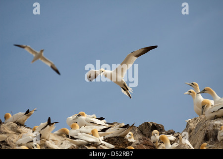 Tölpel fliegen über eine Kolonie Stockfoto