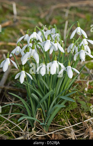 Schneeglöckchen, Galanthus Nivalis, Blüte in hellen Wäldern in Devon Stockfoto