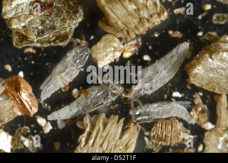 Räuberische Midge Aphidoletes Aphidimyza pupal Fällen nachdem sie in einer kommerziellen Blisterpackung geschlüpft Stockfoto