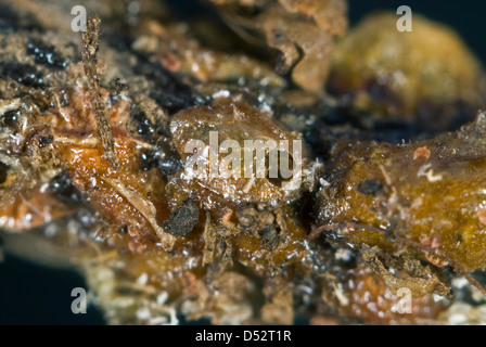 Die Austrittsöffnung der Parasitoiden Wespe, Metaphycus Helvolus, in der Schale der Schildlaus Gastgeber. Stockfoto