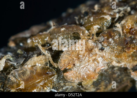 Die Austrittsöffnung der Parasitoiden Wespe, Metaphycus Helvolus, in der Schale der Schildlaus Gastgeber. Stockfoto