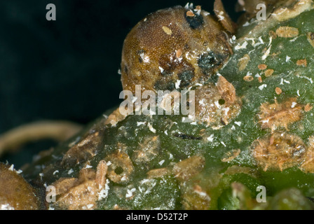 Die Austrittsöffnung der Parasitoiden Wespe, Metaphycus Helvolus, in der Schale der Schildlaus Gastgeber. Stockfoto