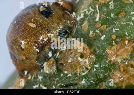 Die Austrittsöffnung der Parasitoiden Wespe, Metaphycus Helvolus, in der Schale der Schildlaus Gastgeber. Stockfoto