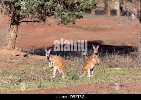 Roter Känguruh (Macropus Rufus), Australien Stockfoto