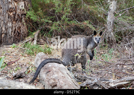 Swamp Wallaby (Wallabia bicolor) im Grampians National Park, Australien Stockfoto