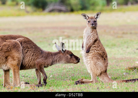 Westliche graue Känguru (Macropus Fuliginosus), Australien Stockfoto