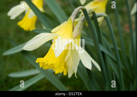 Eine wilde Narzisse oder fastenzeit Lily, Narcissus pseudonarcissus, in der Blume Stockfoto