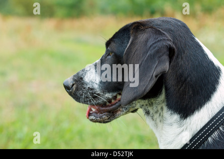 Berlin, Deutschland, Kopfportraet ein Beagle-mix Stockfoto