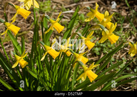 Eine Gruppe von kleinen Narzissen Narzisse Tete ein Tete, mit Köpfen, die alle in die gleiche Richtung nach Blüte, Stockfoto