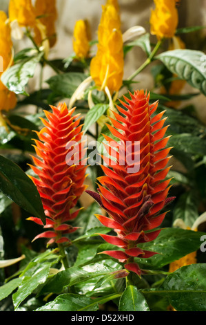 Schöne Aussicht auf die roten und gelben tropischen Blumen in Kolumbien Stockfoto