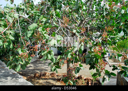 Pistazienbaum auf der Insel Ägina in Griechenland Stockfoto