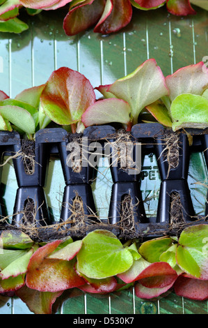 Nahaufnahme der Begonia Semperflorens "Gemischten Lotto" stecken Sie Pflanzen bereit zum Umtopfen Stockfoto