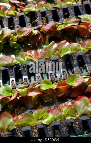 Nahaufnahme der Begonia Semperflorens "Gemischten Lotto" stecken Sie Pflanzen bereit zum Umtopfen Stockfoto
