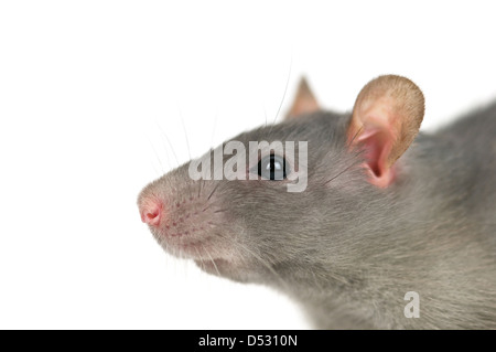 graue Ratte isoliert auf weiss Stockfoto