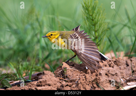 Gelbe Bachstelze (Motacilla Flava) Flügel dehnen Stockfoto