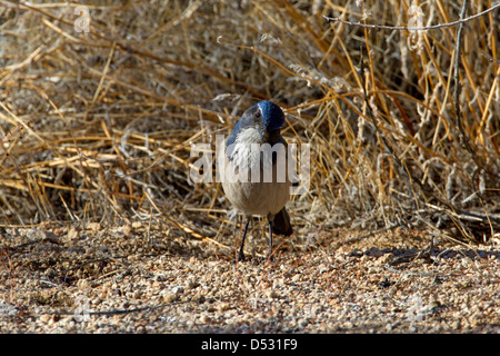 Western Peeling Jay (Aphelocoma Californica) Fütterung auf dem Boden am Barker Dam, Joshua Tree Nationalpark, Kalifornien im Januar Stockfoto