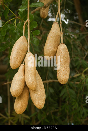 Cluster von großen Samenkapseln von Stand Paniculata - Wurst Baum- und Laub dieser spektakulären subtropischen Arten Stockfoto