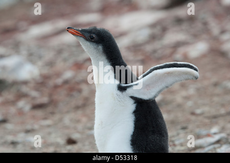 Gentoo Penguin Küken, Pygoscelis Papua. Hannah Point, antarktische Halbinsel. Stockfoto