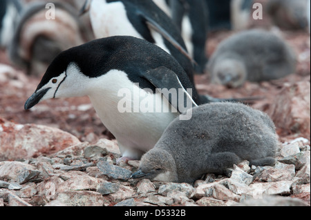 Zügelpinguinen (Pygoscelis Antarcticus) Pinguin Eltern und Küken.  Hannah Point, antarktische Halbinsel. Stockfoto