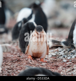 Traurig aussehende Gentoo Pinguin Küken, Pygoscelis Papua. Hannah Point, antarktische Halbinsel. Stockfoto