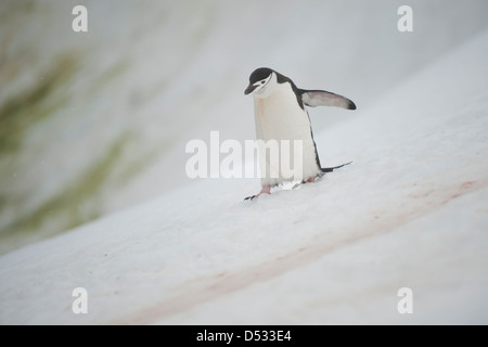 Pinguin Zügelpinguinen (Pygoscelis Antarcticus). Orne Harbour, antarktische Halbinsel. Stockfoto