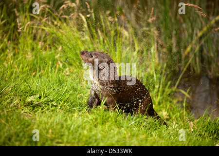 Europäische Otter Stockfoto