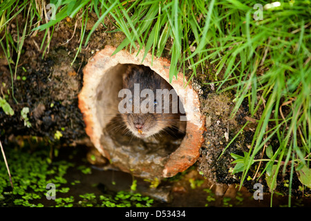 Schermaus im Drainagerohr Stockfoto