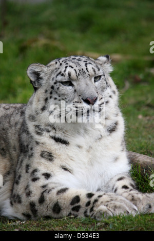 Snow Leopard liegend Stockfoto