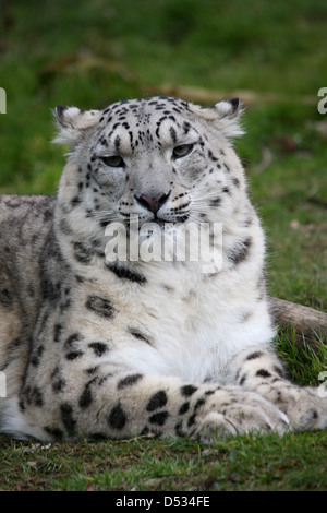 Snow Leopard liegend Stockfoto