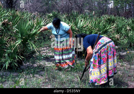 Claudia C. John ihr Mary B. Billie Mutter zu helfen suchen Palmetto Fasern zu Puppen: Big Cypress Reservation, Florida Stockfoto