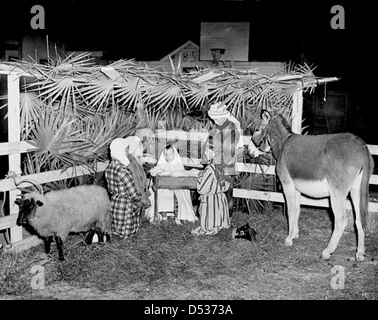 In Lake City, Florida, wird eine lebende Krippe mit Kindern, einem Esel und anderen Tieren gezeigt. der Geist der Weihnachtszeit fängt ein. Die Szene umfasst traditionelle Elemente wie Palmwedel und eine Krippenanzeige. Stockfoto