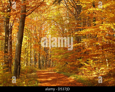 Friedlicher Waldweg bedeckt mit gefallenen braunen Blättern im Herbst. Hohe Baumstämme in goldenem Herbstwald, ruhige Naturlandschaft. Stockfoto