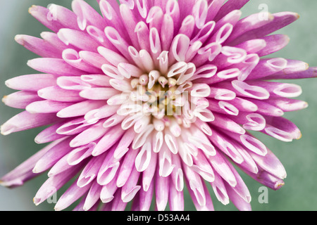 Makro Nahaufnahme von rosa Chrysantheme Blume Blüte Stockfoto