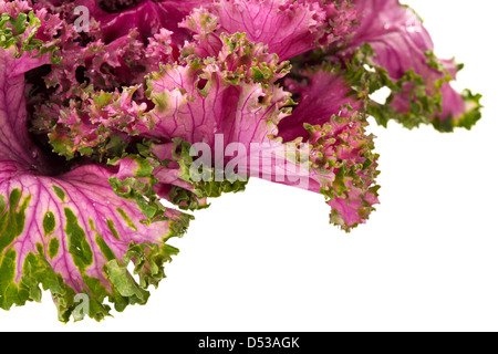 Blüte rosa Grünkohl auf teilweise isolierten weißen Hintergrund Stockfoto