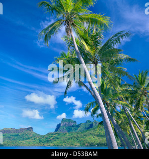 Hoch aufragende Kokospalmen mit Otemanu Peak im Hintergrund auf Bora Bora, Französisch-Polynesien Stockfoto