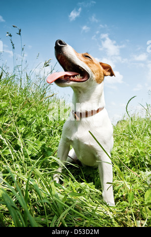 Jack Russel in großen Rasen Stockfoto