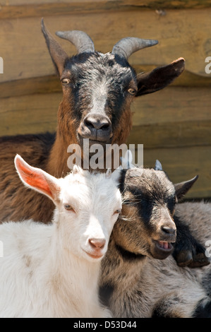 bärtige Ziege Porträt hautnah Stockfoto