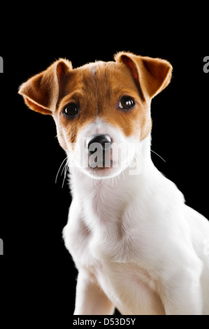 Jack Russel isoliert auf schwarz Stockfoto