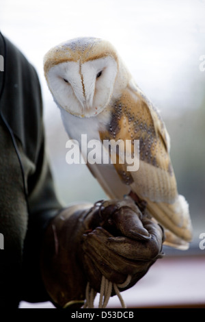 Die Eule in Barnes Wetland Centre Stockfoto