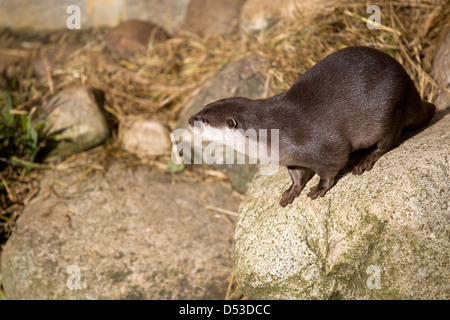 Der Otter ist ein wenig schüchtern... Barnes Wetland Centre, London, Großbritannien Stockfoto
