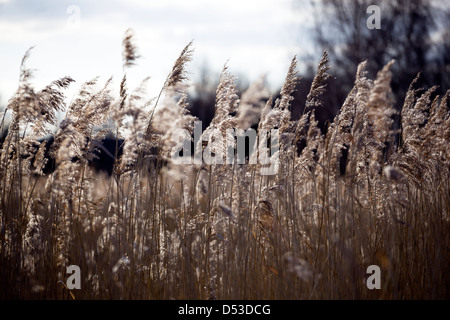 Binsen in WWT, Barnes, London - UK Stockfoto