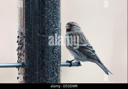 Repoll auf ein Futterhäuschen für Vögel Stockfoto