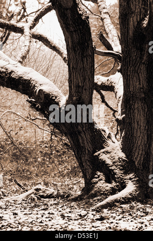 Sepia getönten Baum in den Winterwald. Stockfoto